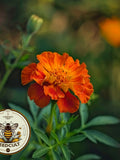 200 Bulk Nematode Control Marigold Seeds, Tagetes Patula TG472C seeds bulk