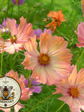 Apricotta Cosmos Seeds, Cosmos Bippinatus CO0925 flower seeds