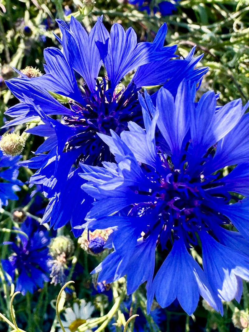Cornflower / Bachelor's Button Seeds - Centaurea Cyanus - Beautiful, Abundant, and Edible flower spore