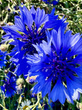 Cornflower / Bachelor's Button Seeds - Centaurea Cyanus - Beautiful, Abundant, and Edible flower spore