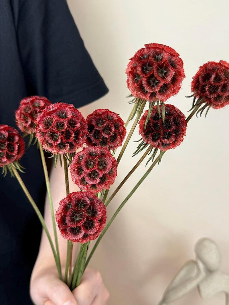 10 pcs Red dried Scabiosa Pod_preserved flowers ball_Natural plant_dry flower arrangements_vase filling_home decor_wedding decor_centerpiece FLOWER DELIVERY