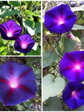 25+ HEIRLOOM MORNING GLORY Seeds - Grandpa Ott Morning Glory Heirloom Flower / Old School Garden Flowers / Japanese Morning Glory - 25+ Seed flower seeds