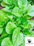 Malabar Spinach Seeds pack, Spinacia oleracea for home gardening seeds bulk