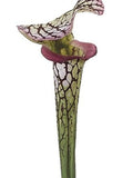 26" ARTIFICIAL Pitcher Plant Stem GREEN faux plants