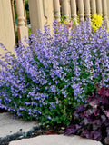 30+ Catmint Seeds / Perennial flower  / Nepeta Mussinii (G95 ) F flower seeds