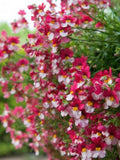 Nemesia St. George, Nemesia strumosa, Hanging Basket Flower, 50 Seeds flower spore