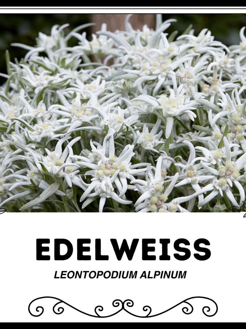 Edelweiss - Leontopodium Alpinum - Rare 'Plant' Seeds - Leontopodium nivale, White-Green, Snow rose or Silver Star, Snow Flower, Silver Star flower spore