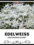 Edelweiss - Leontopodium Alpinum - Rare 'Plant' Seeds - Leontopodium nivale, White-Green, Snow rose or Silver Star, Snow Flower, Silver Star flower spore