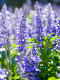 Hyssop Seeds Violet Blue, Hyssopus Officinalis, 50 Seeds seeds bulk
