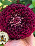 Benary's Giant Wine Zinnia Seeds, Largest Giant Zinnias, Zinnia Elegans ZE3225 flower seeds