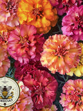Strawberry Blonde Marigold Seeds, Tagetes Patula TG4310 flower seeds