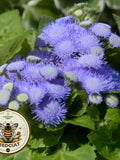 Perennial Native Blue Mist Flower Seeds CM6050 flower seeds