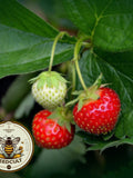 Bulk Organic Alpine Strawberry Seeds, Wild, Baron, Fragaria Vesca FR011C seeds bulk