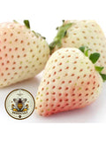 Bulk Organic White Soul Strawberry Seeds, Fragaria Vesca FR021C seeds bulk