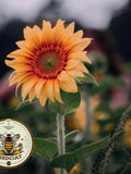 Peach Passion Sunflower Seeds, Helianthus Annuum HA2220 flower seeds