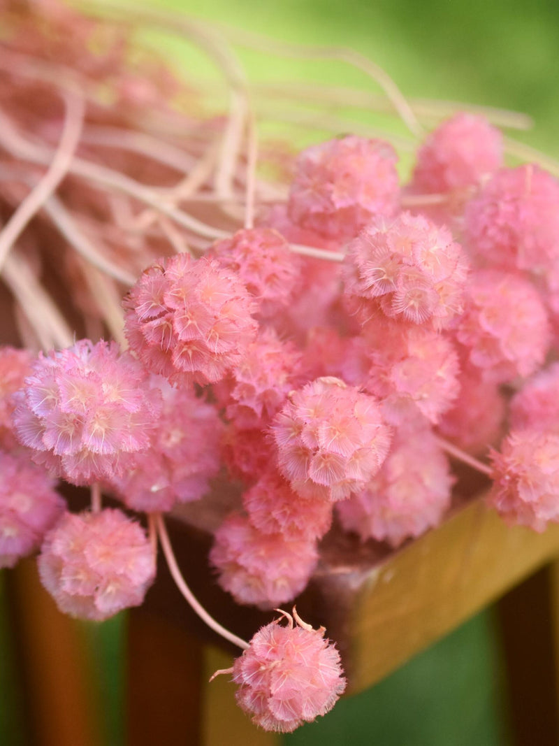 Pink dried globe scabiosa starflower bunch with fluffy spherical blooms