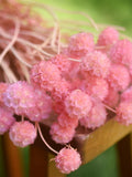 Pink dried globe scabiosa starflower bunch with fluffy spherical blooms