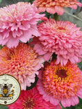 Pink Cupcakes Mix Zinnia Seeds, Zinnia Elegans ZE3125 flower seeds