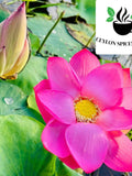 Sacred Lotus Seeds Pink Nelumbo nucifera, Germination Tested seeds bulk