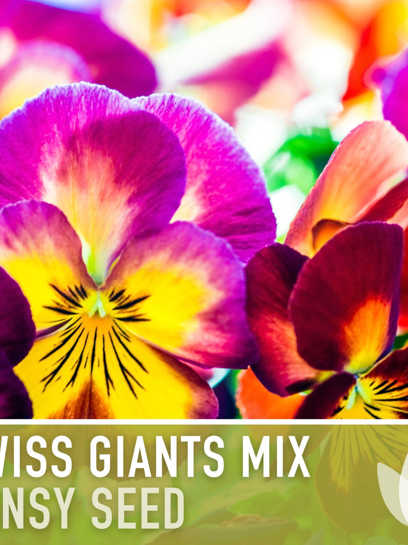 Swiss Giants Pansy Seeds, Heirloom Edible Flowers, 100 Seeds seeds bulk
