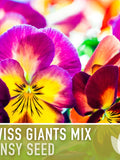 Swiss Giants Pansy Seeds, Heirloom Edible Flowers, 100 Seeds seeds bulk