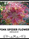 Pink Spider Flower - Grevillea sp. - Rare 'Plant' Seeds - Pink Cleome, Pink-Yellow, Pink Spider Plant, Spider Flower, Pink Lace Flower flower spore