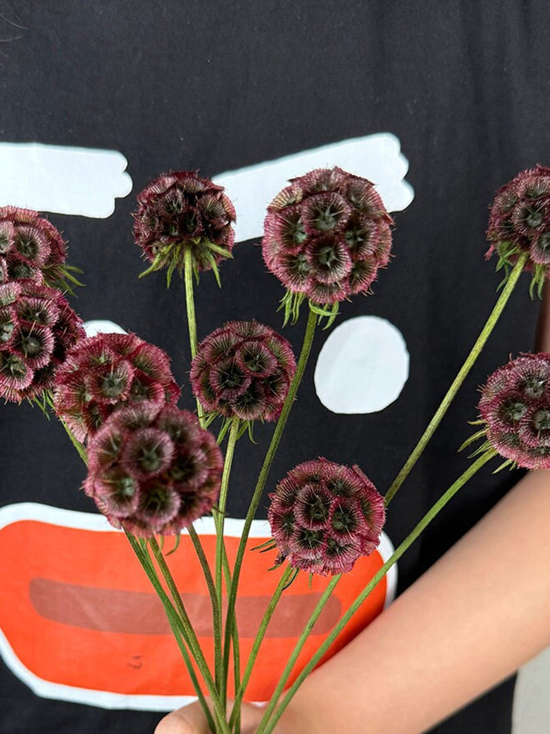 Dried Scabiosa seed heads with dark purple blooms on green stems, vase filler