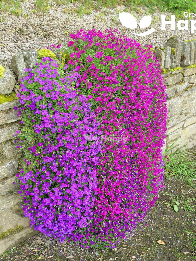 ROCK CRESS cascade purple 300 SEEDS - Aubrieta cultorum hybrida - rockery flower flower seeds