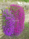 ROCK CRESS cascade purple 300 SEEDS - Aubrieta cultorum hybrida - rockery flower flower seeds