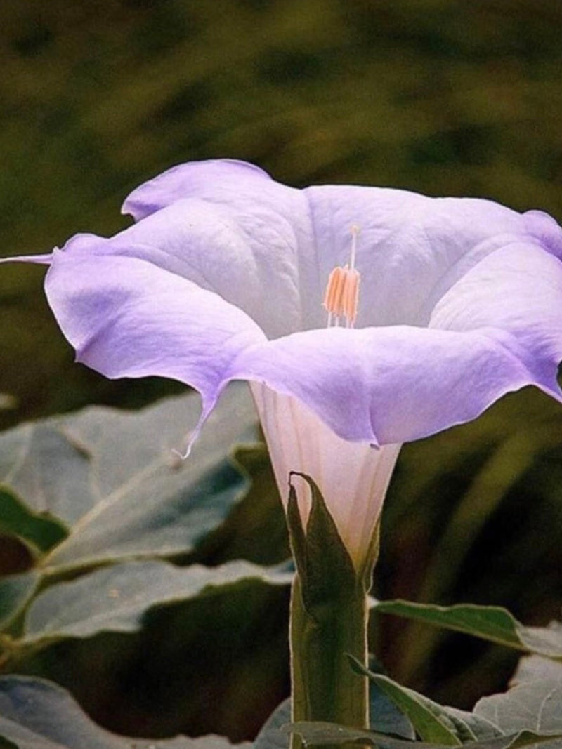 Sacred Fragrant Moon Flower, Datura Wrightii DA0310 silk flower