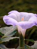 Sacred Fragrant Moon Flower, Datura Wrightii DA0310 silk flower