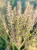 Field Peppercress Seeds - Lepidium Campestre - Delicious, Pungent, and Abundant flower spore