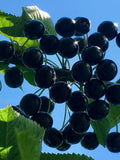 Black Tartarian Cherry Seeds - Prunus Avium - Delicious, Abundant, and Beautiful flower seeds