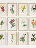 Set of 12 Vintage Birth Month Flowers Prints, Birth Flower Printable, Botanical Wall Art, Birth Month Painting, Birth Month Flower Art BF01 birthday flower