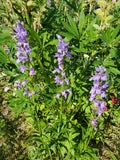 Rocky Mountain Penstemon - Penstemon strictus - Canadian Native Wildflower Seeds seeds bulk