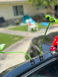 Car Plant Sprout flower spore