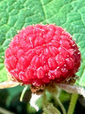 Thimbleberry Seeds - Rubus Parviflorus - Perennial, Delicious, and Nutritious seeds bulk