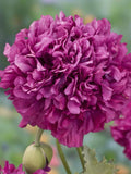 Purple Peony Poppy, Papaver somniferum, Cottage Garden Flower, 50 Seeds flower seeds