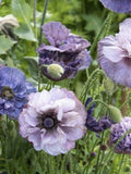 Amazing Grey Poppy Seeds / Papaver rhoeas / Delicate Lacy Flower/ Cottage Garden Plant/ Fall and Early Spring Sowing / 50+ / 100+ (W24) F seeds bulk