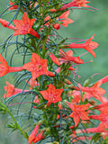 Ipomopsis Rubra Seeds: Scarlet Standing Cypress, Hummingbird Garden, 100 Seeds flower seeds