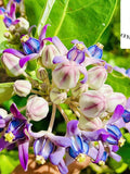 100+ Crown Flower Seed, Giant Milkweed, Calotropis gigantea Seeds for Planting, Select the amount flower seeds