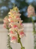 100 Appleblossom Snapdragon Potomac Seeds flower spore