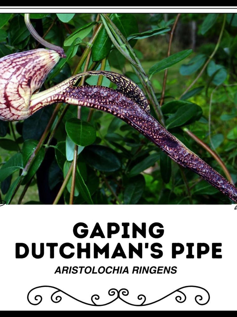 Gaping Dutchman's Pipe - Aristolochia ringens - Rare 'Plant' Seeds - Gaping Pipevine, Monstera deliciosa,  Dutchmans Pipe, Pelican Flower flower spore