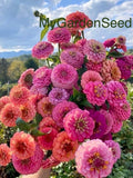 50 seeds lovely Giant Zinnia mix Seeds seeds bulk