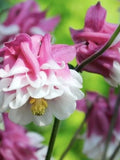 Dwarf Columbine Mix Seed, Aquilegia Vulgaris - Cottage Garden, 50 Seeds flower seeds