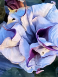 Ballerina Purple Datura Metel Moonflower Moon Lily Angel's Trumpet Flower Premium Seed Packet FLOWER DELIVERY