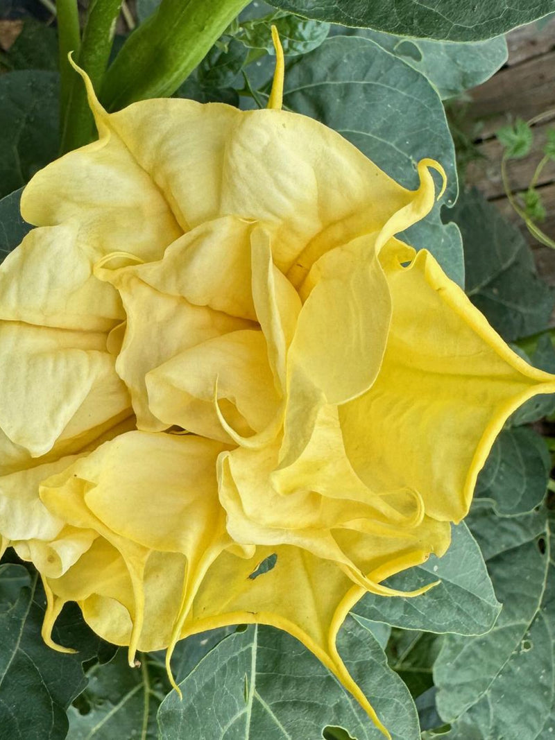 Golden Flames Datura Metel Moonflower Moon Lily Angel's Trumpet Flower Premium Seed Packet flower spore