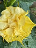 Golden Flames Datura Metel Moonflower Moon Lily Angel's Trumpet Flower Premium Seed Packet flower spore