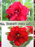 Adenium Obesum, Desert rose, Multi petal Red mix, 10 seeds 2025 FLOWER DELIVERY