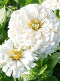 Polar Bear White Zinnia, Zinnia elegans, English Cottage Garden Flower, 30 Seeds flower seeds